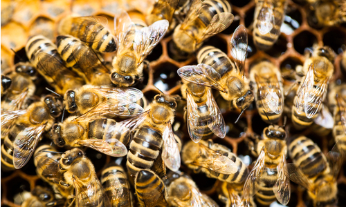 Obama Mandates Precedent-Setting Task Force to Protect Honey Bees and ...