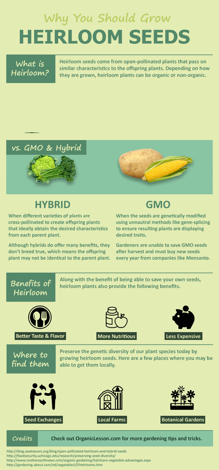 Hybrid, GMO, or Heirloom Seeds: Here's What You Need to Know - Garden  Therapy