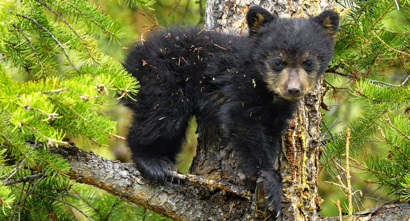 Interactive Map Shows Which States Kill the Most Black Bears