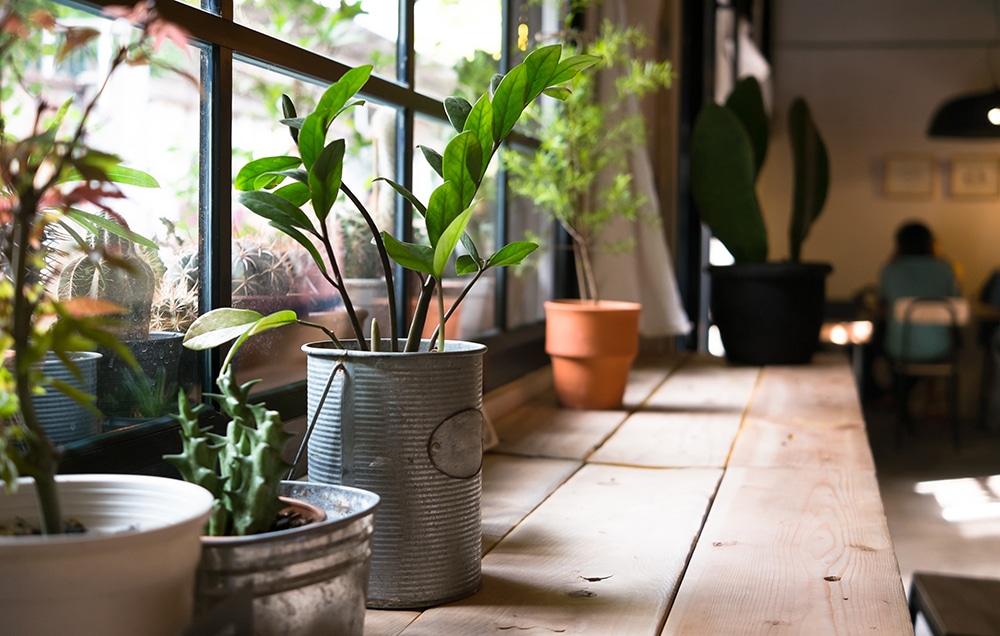 21 Easy Ways to Improve Indoor Air Quality & Reduce Air Pollution at Home