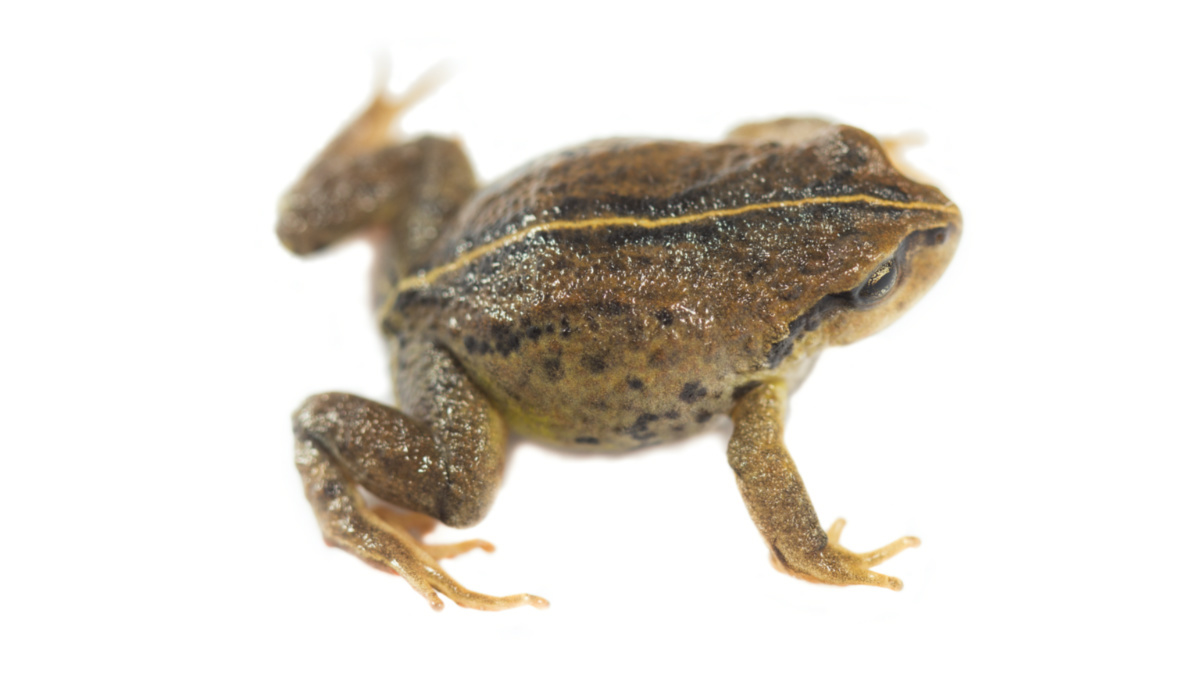 Watch: Scientists find 3 new mini frogs in Peru - Futurity