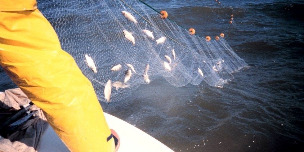 California Moves to Ban Fishing Nets Blamed for Killing Numerous Species -  EcoWatch