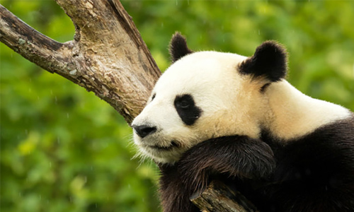 Is it Too Soon to Consider Removing Giant Pandas From the Endangered ...