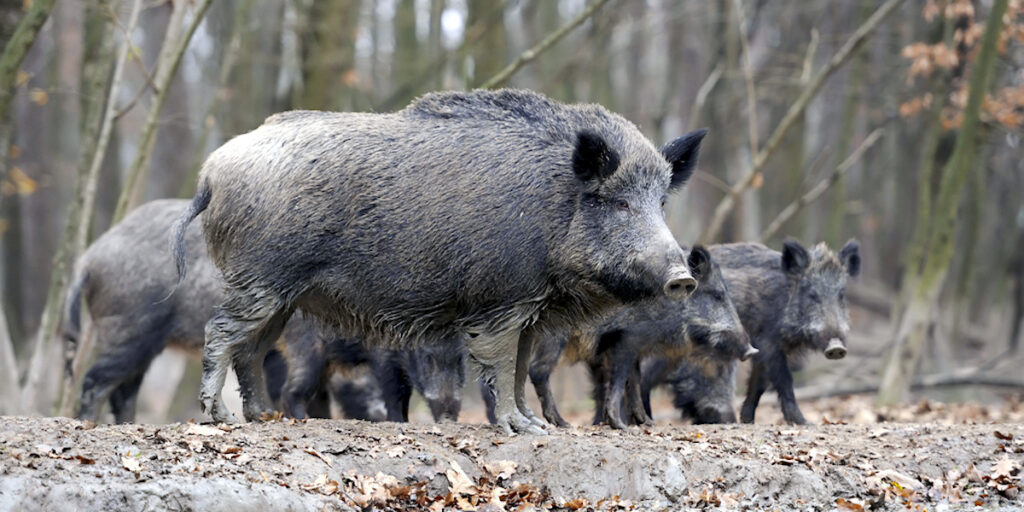 Radioactive Wild Boars Have Taken Over Abandoned Towns Near Fukushima ...