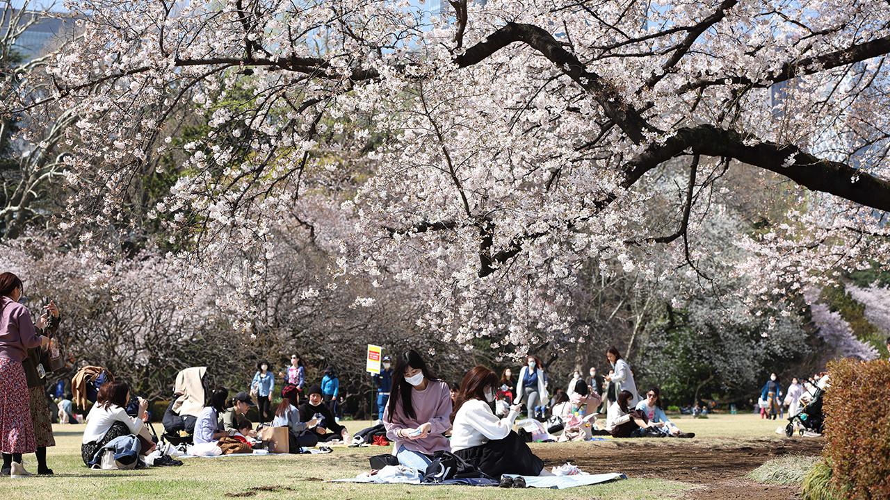 Cherry Blossoms Are Coming Earlier Because of Climate Change