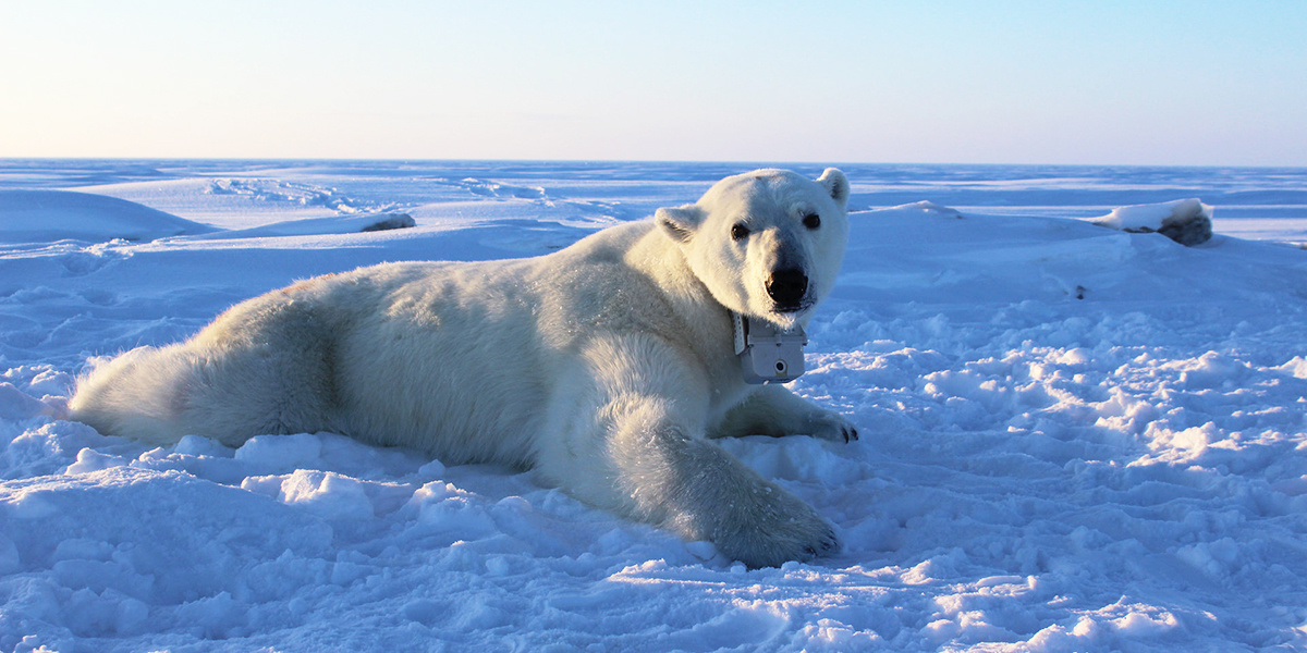 State of the Polar Bear 2021: polar bears continued to thrive