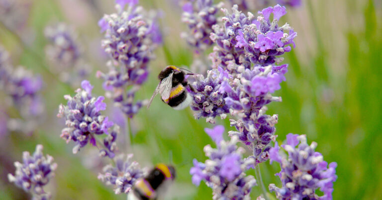 Minnesota Will Pay Residents to Create Bee Friendly Lawns - EcoWatch