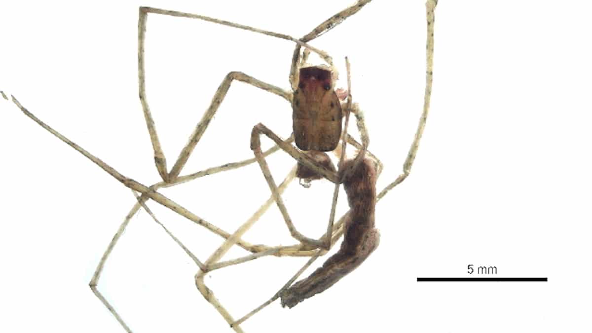 Ogre-faced spiders, even without ears, 'hear' their prey, study finds