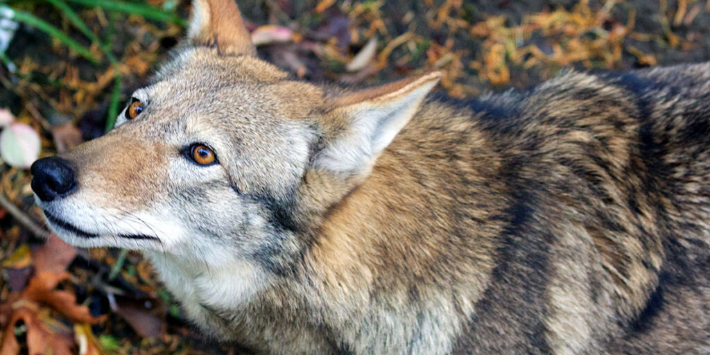 Court Stops U.S. Fish & Wildlife from Killing Wild Red Wolves - EcoWatch