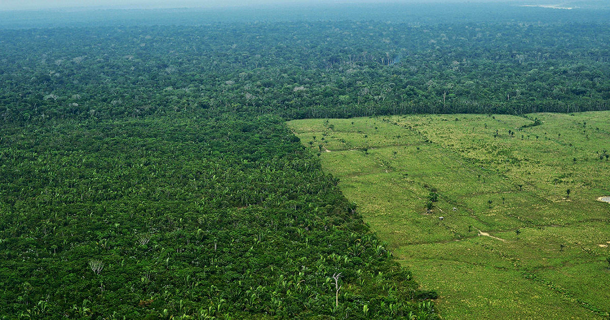 Deforestation Rate Hits 3 Football Fields Per Minute, Data Confirms  - EcoWatch