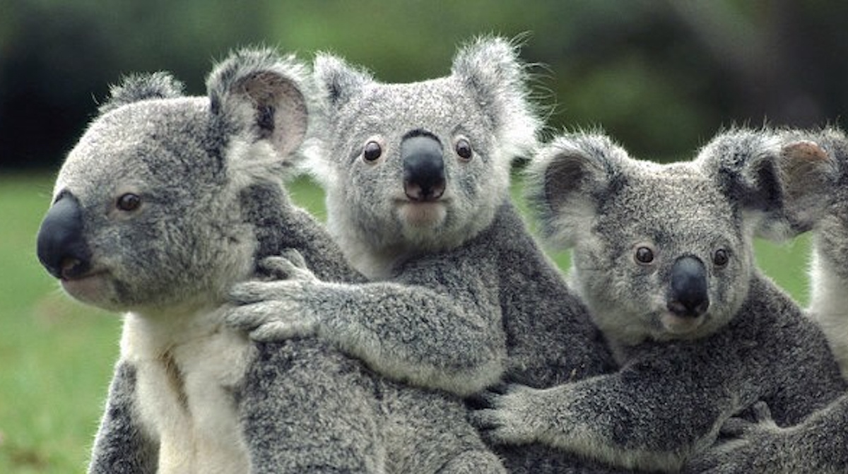 Are Koalas Really Going Extinct? - JSTOR Daily