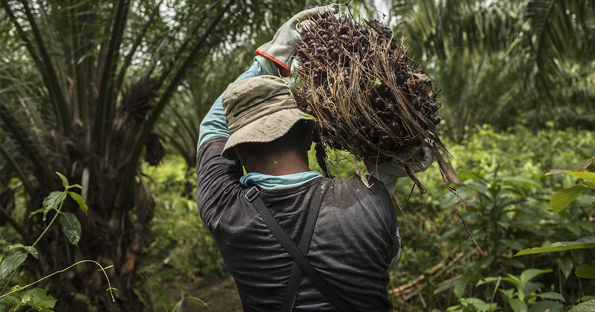 Palm Oil 101: Everything You Need to Know - EcoWatch