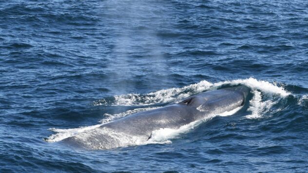 Endangered Blue Whales Make 'Unprecedented' Comeback to South Georgia ...