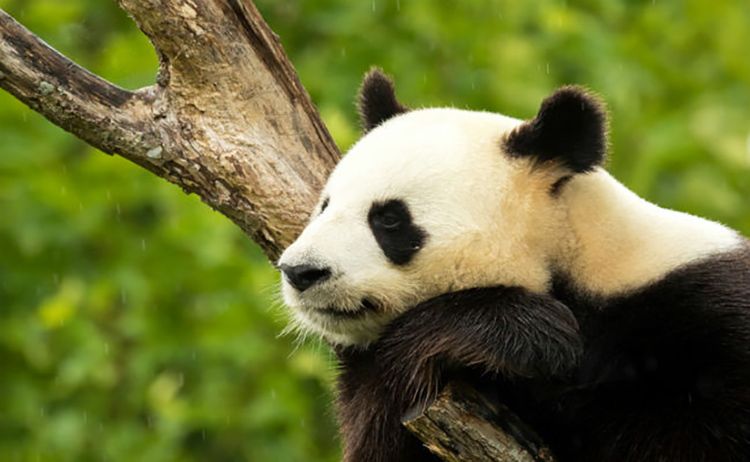 China removes giant pandas from endangered species list