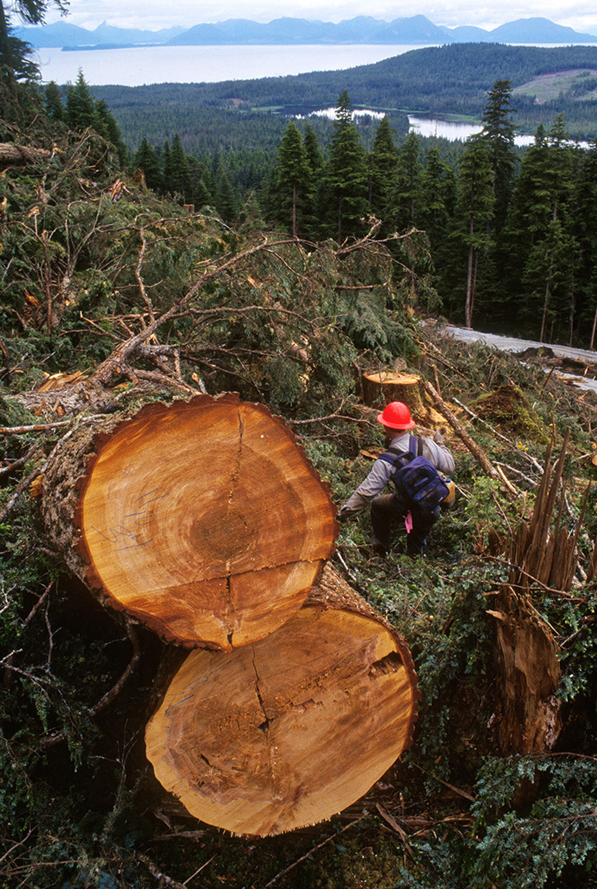 National Forests Endangered Species Under Attack As House Republicans Pass Reckless Logging