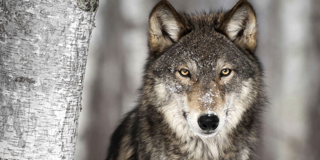 Norway To Kill 47 Of Its Remaining 68 Wolves Ecowatch