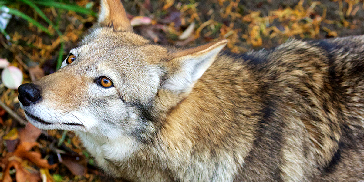 With Only 45 Red Wolves Left in the Wild, Confinement Plan Won't Save