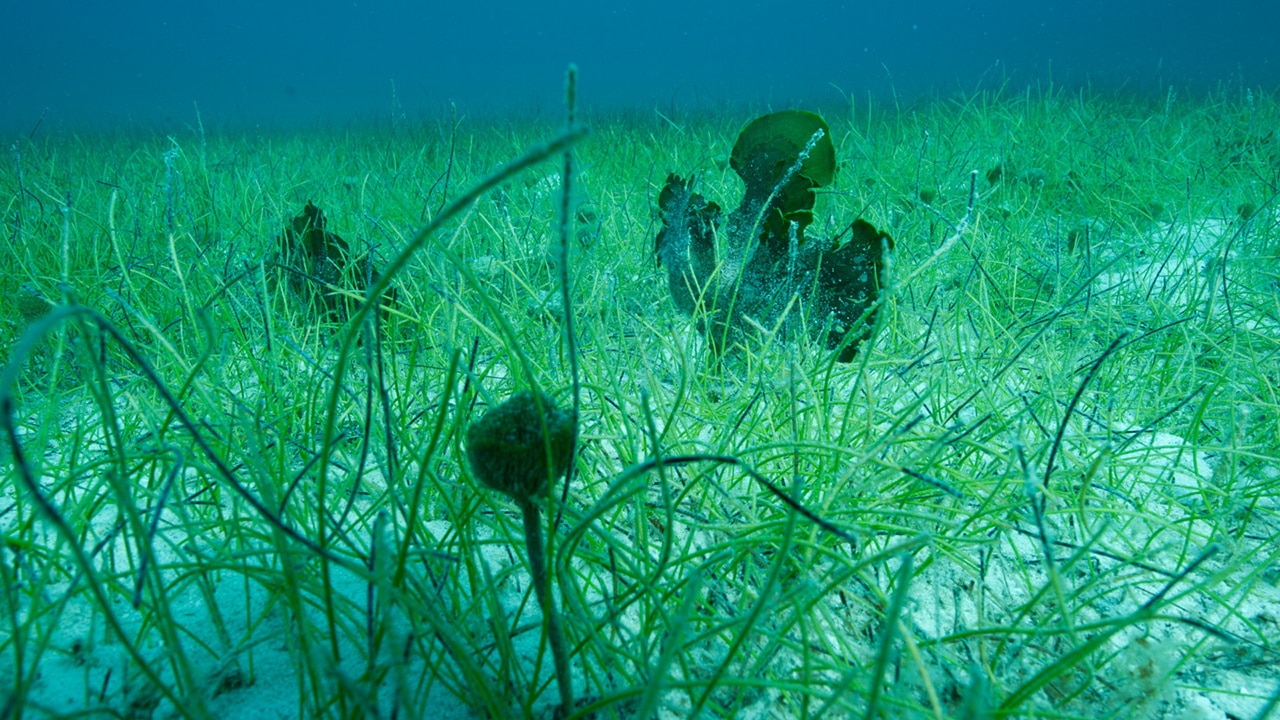Damaged Seagrass  Science and the Sea