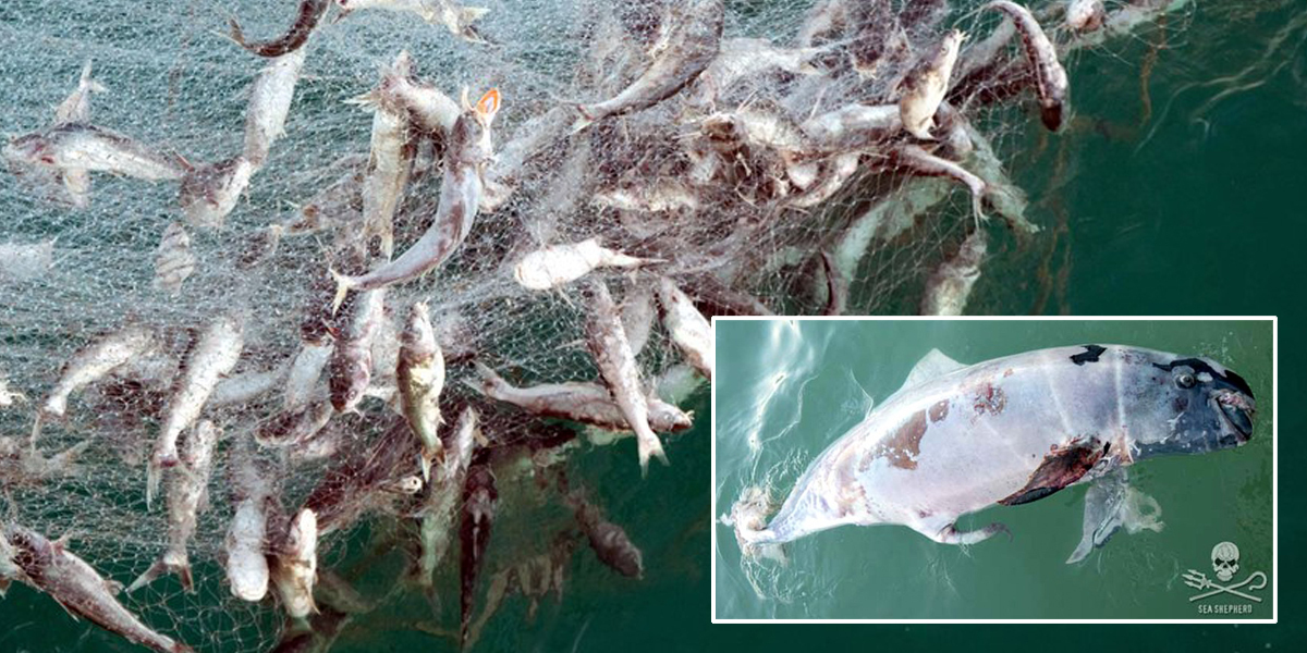 Gillnets Push Species to the Brink of Extinction - EcoWatch