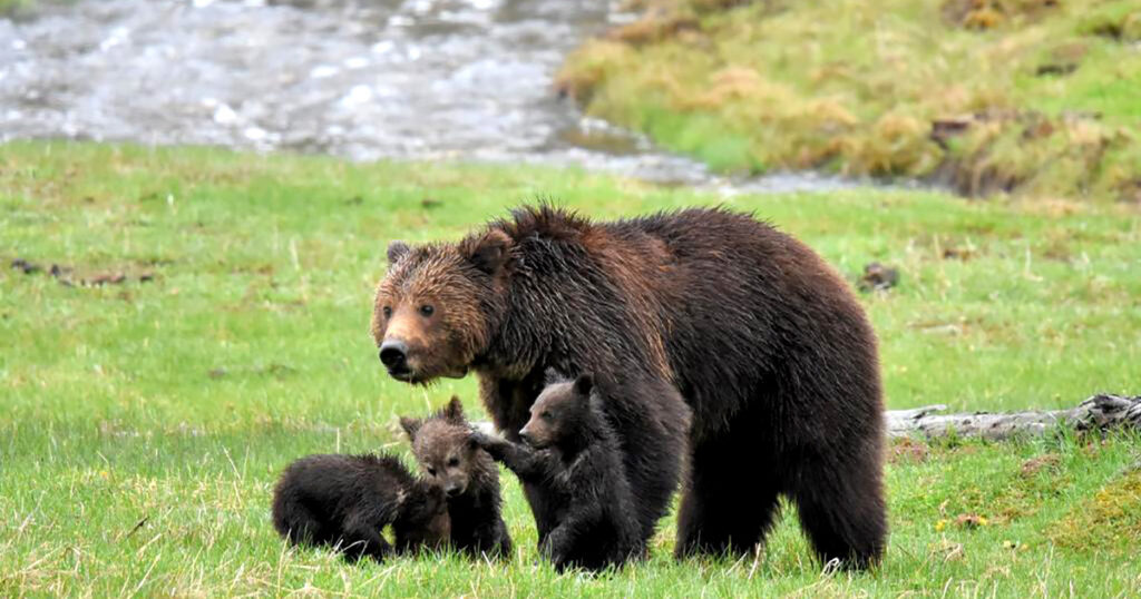 Battle Begins to Restore Protections for Greater Yellowstone Grizzly ...
