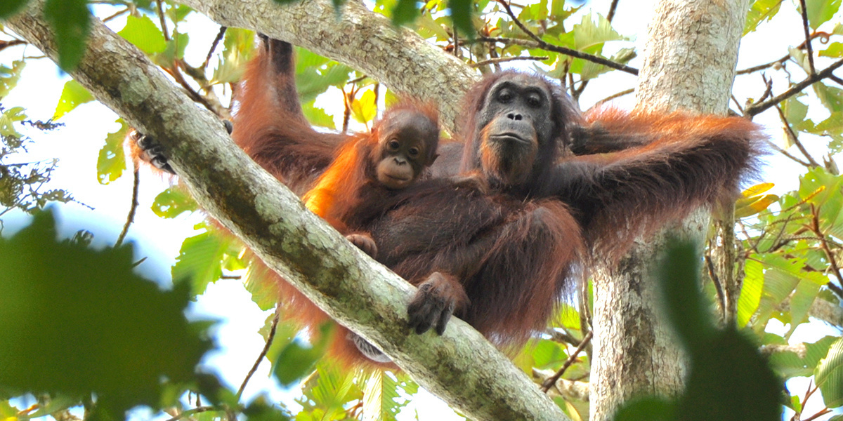 Ravaged By Deforestation Borneo Loses Nearly 150000 Orangutans In 16