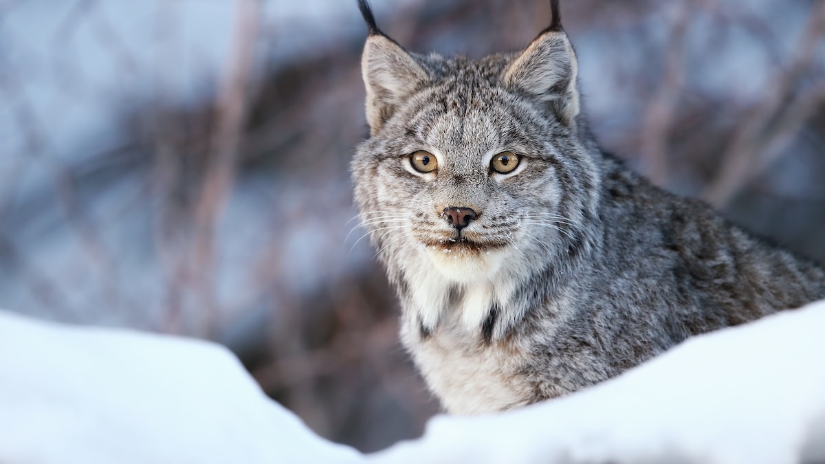 Habitat of Threatened Canada Lynx to Be Expanded in U.S. - EcoWatch