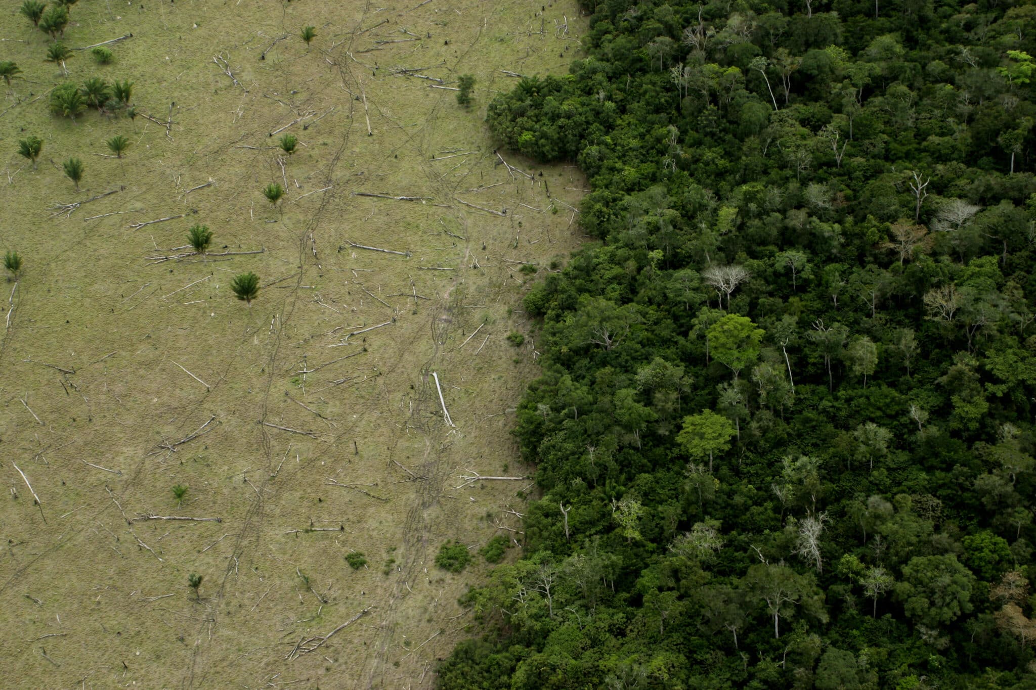 8 Things You Can Do to Help Save the Rainforest in 2024 - EcoWatch