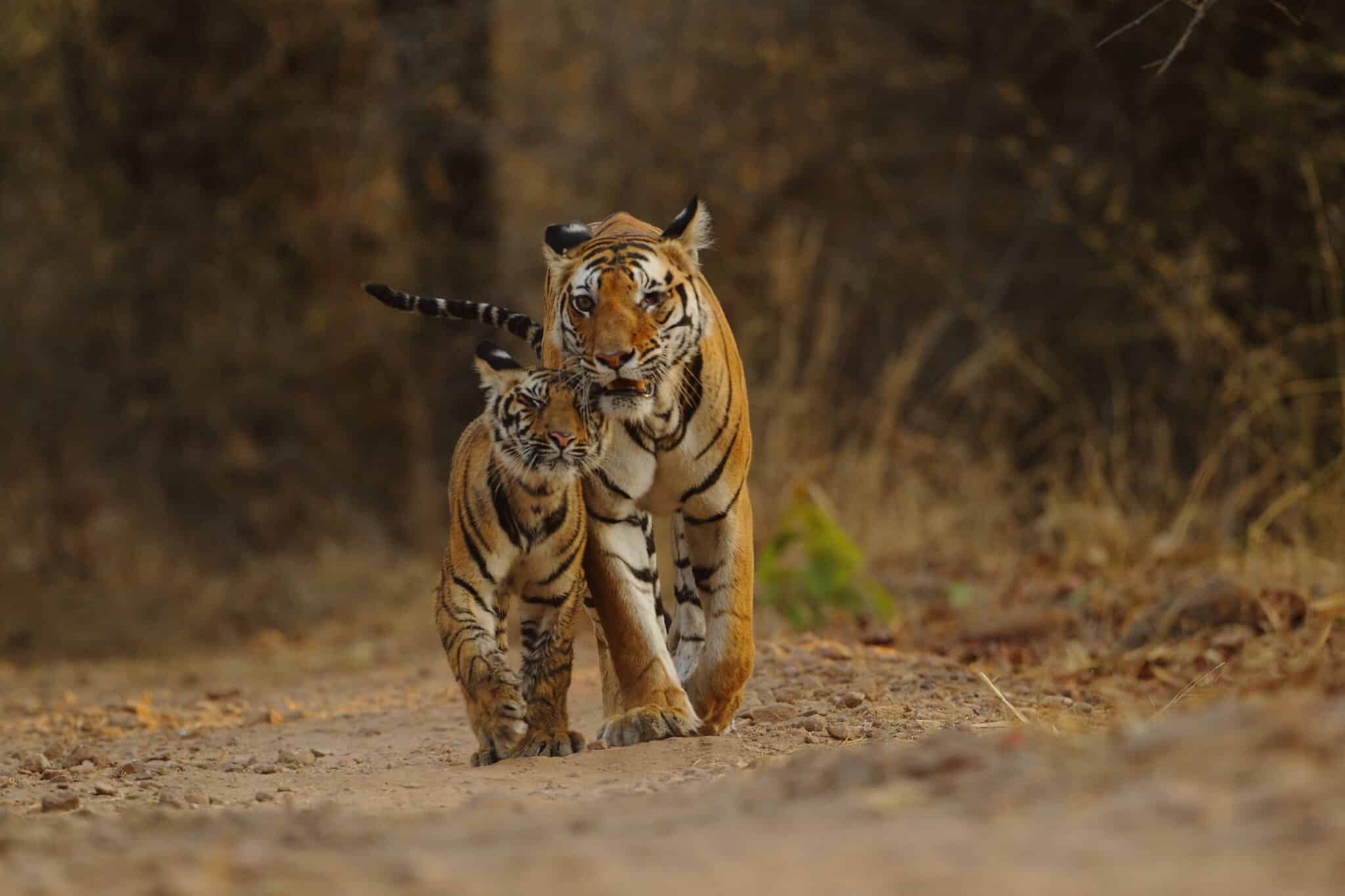 Wild Tiger Numbers Up 40 Percent Assessment - EcoWatch