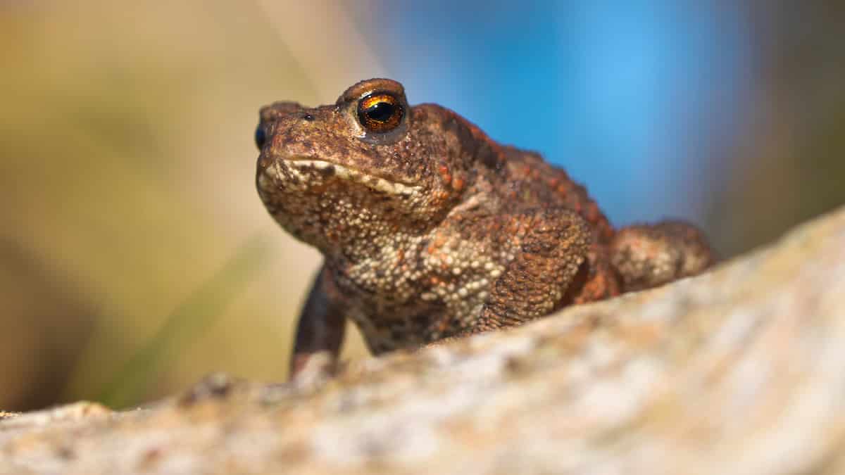 common-toad.jpg