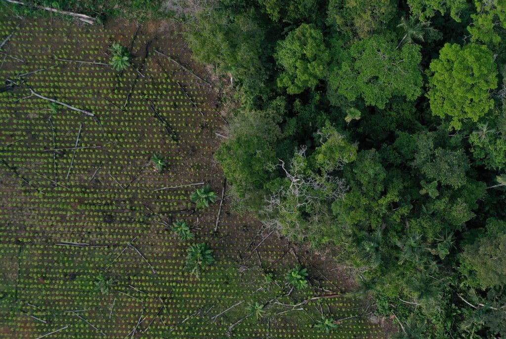Deforestation in the  Rainforest - Ballard Brief