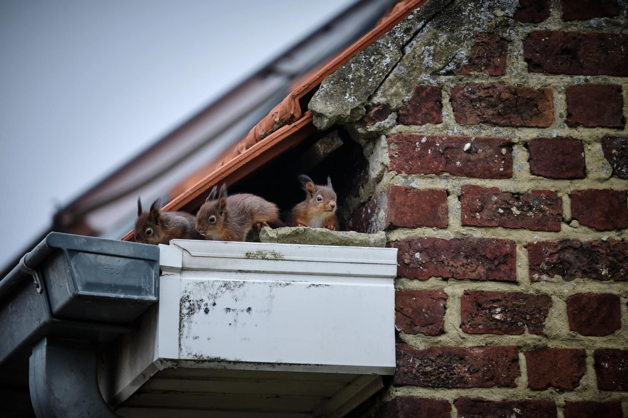 Roofers Trap Squirrels in Attic! What Now!? 
