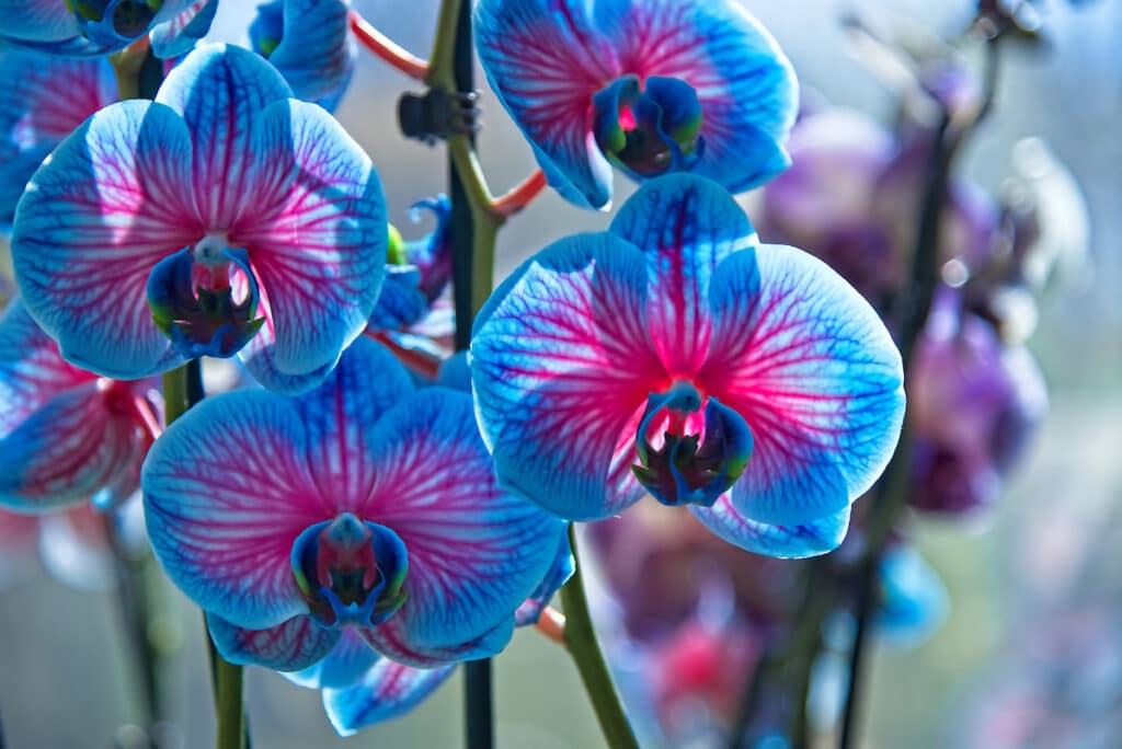 9 Things You Probably Didn’t Know About Orchids - EcoWatch