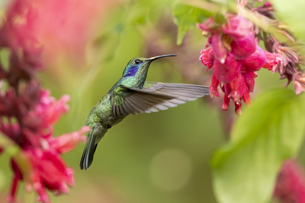 Pollinators 101: Everything You Need to Know - EcoWatch