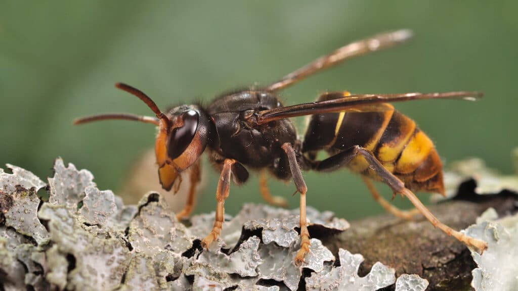 Invasive Yellow-Legged Hornet Spotted in Georgia Is a Honey Bee ...