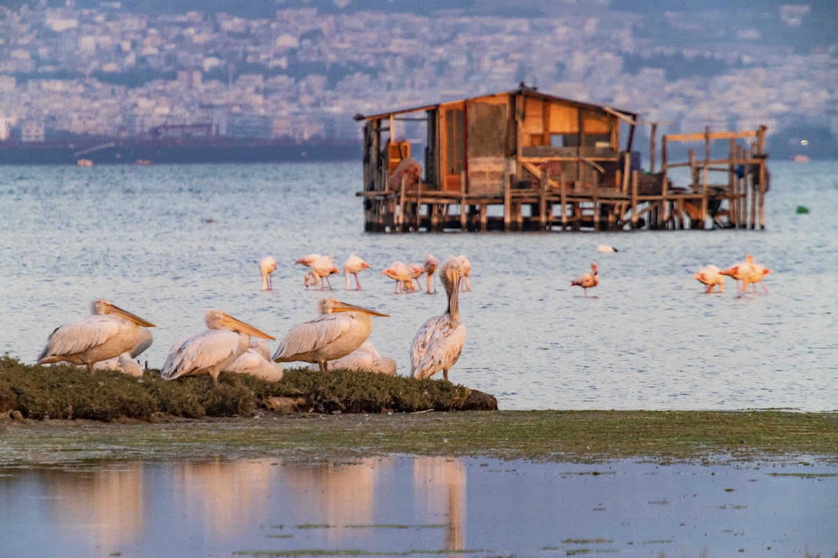 Pelicans, black-winged stilts, ducks and flamingos in the national park of Axios Delta near Thessaloniki city in Greece