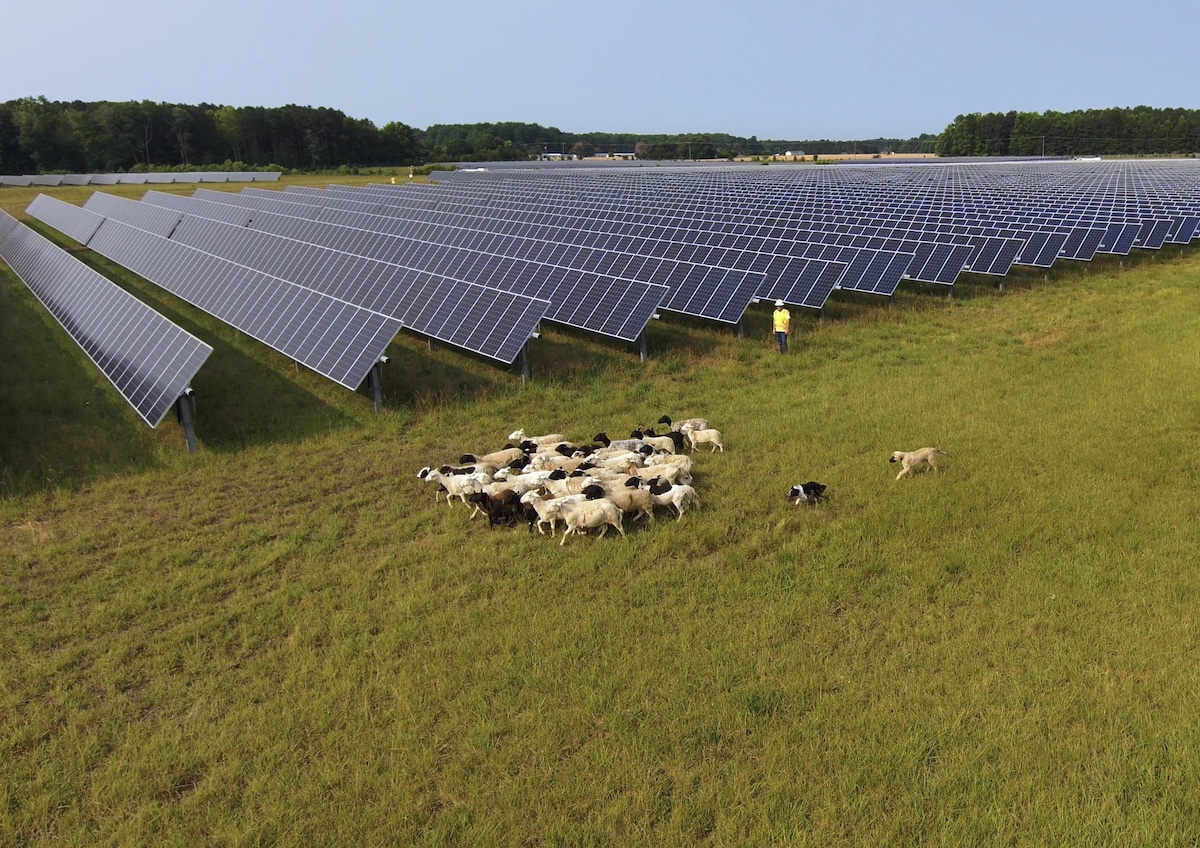 Dominion Energy Virginia’s Puller Solar facility with solar panels and grazing sheep in Middlesex County, Virginia