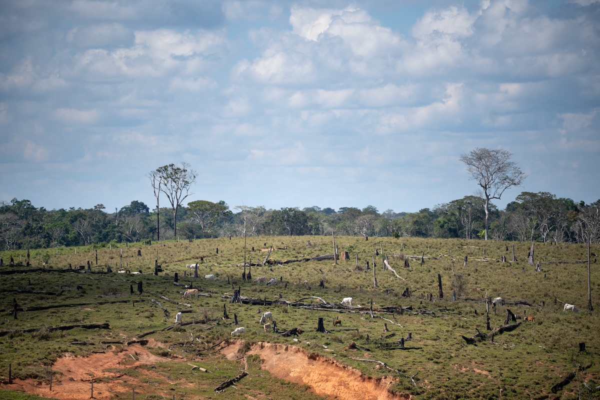 A primary forest in Madre de Dios, Peru where deforestation continued despite REDD+ carbon credits