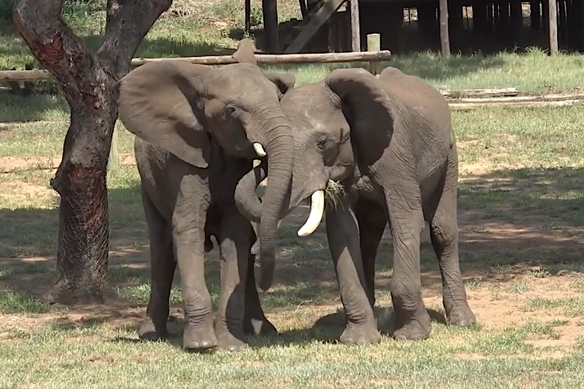 Two elephants greeting each other with interlocking trunks