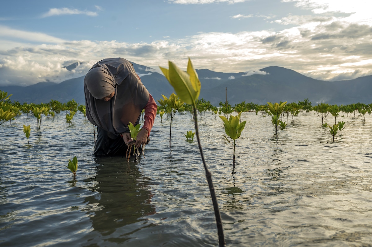 A local resident and conservationist removes plastic waste stuck in mangrove plants at Dupa Beach, Palu City, Central Sulawesi Province, Indonesia