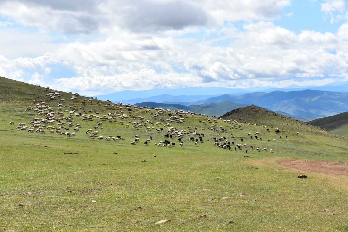 Sheep and cattle graze in the rangelands of Northern Mongolia