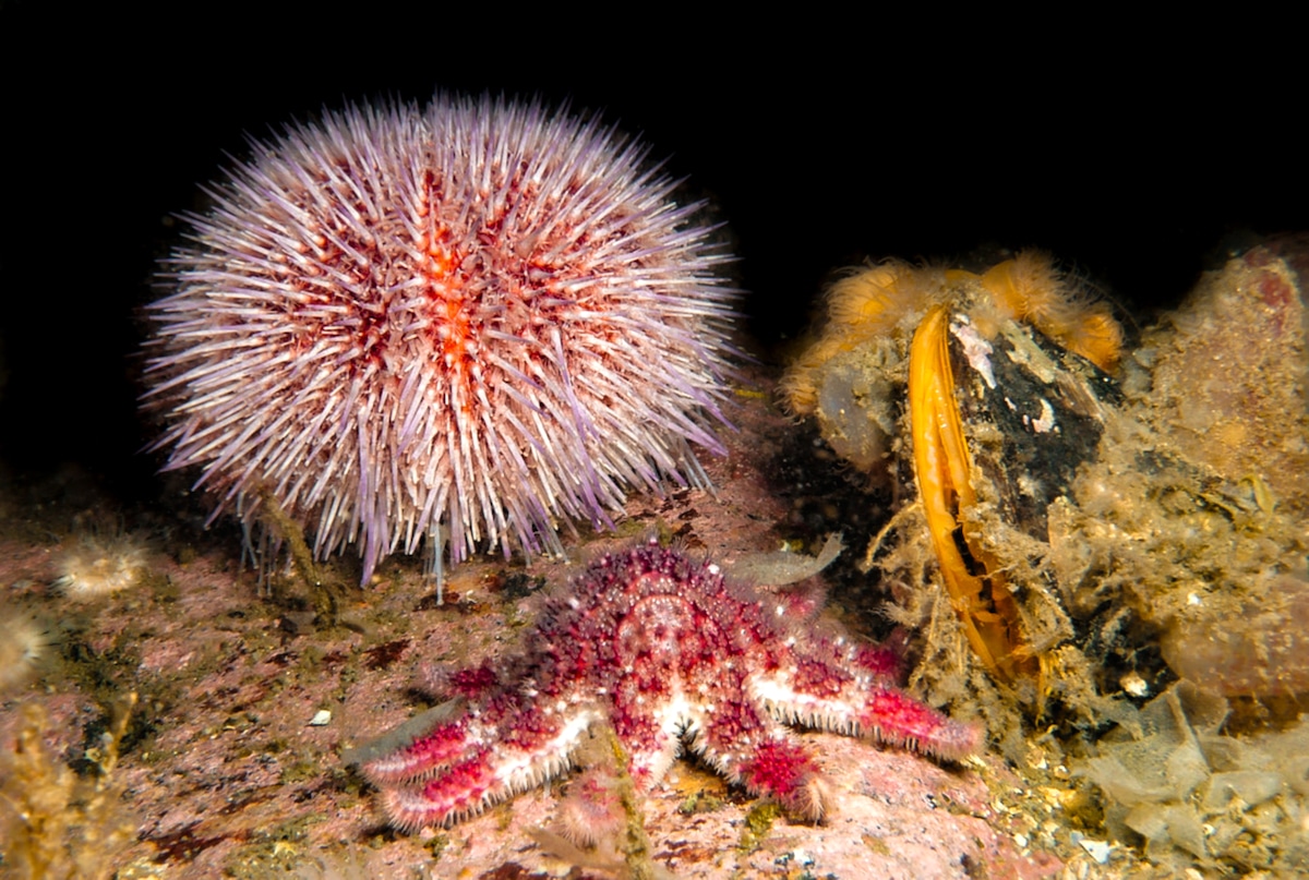 A sea urchin next to a sea star and a clam on the seabed in Norway