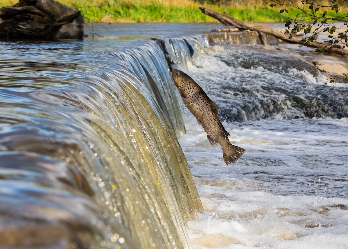 A migrating freshwater salmon swimming up a river in Finland