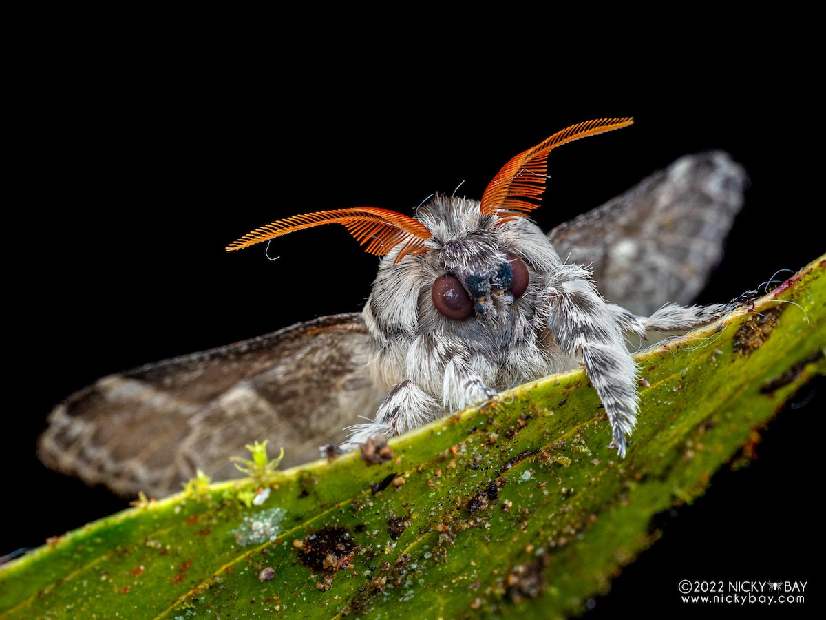 An American lappet moth at night