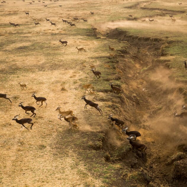 ‘Awe-Inspiring’ Migration of 6 Million Antelope in South Sudan Is Largest Land Mammal Movement on Earth