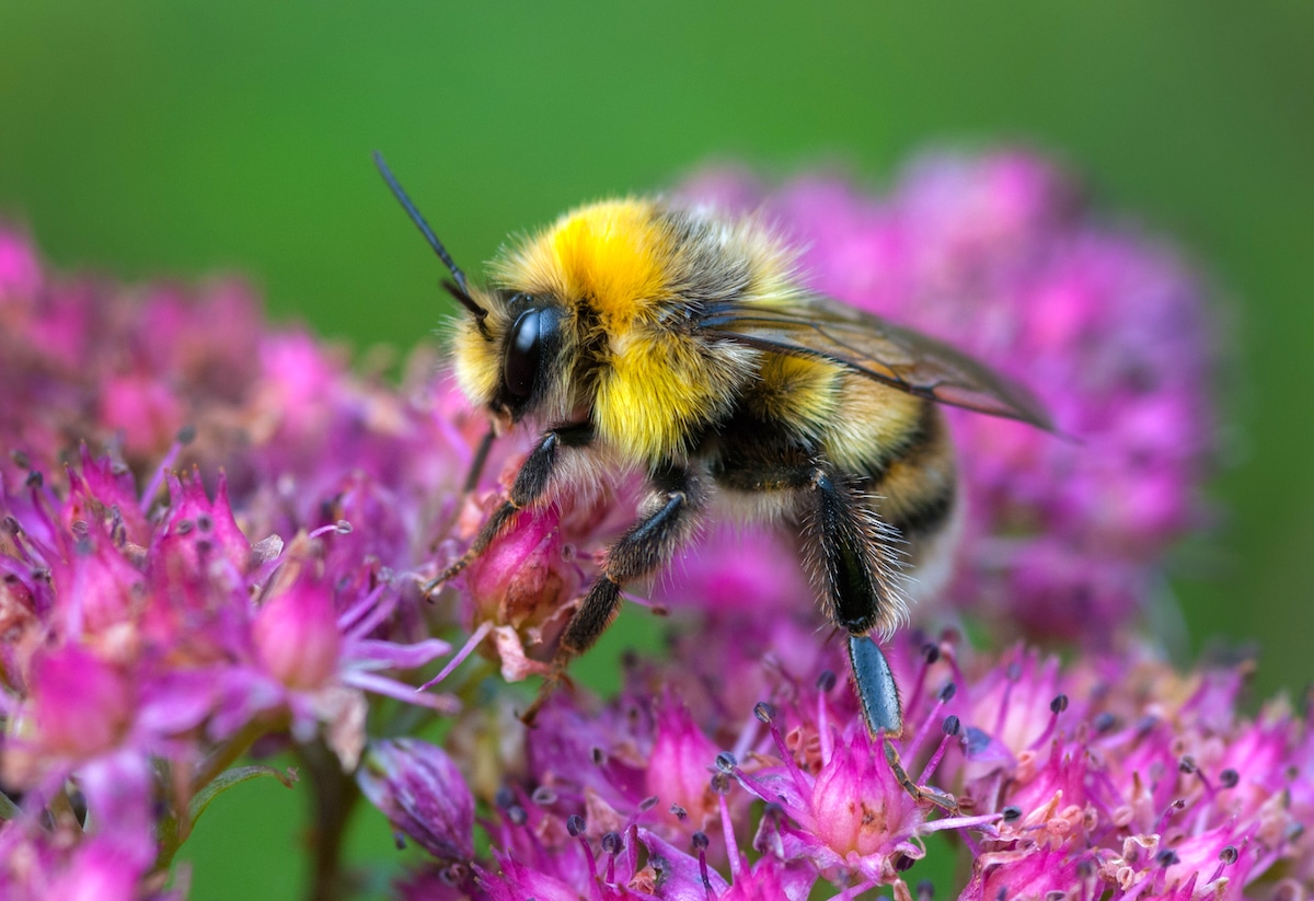 Wild Bumblebees Capable of Logical Reasoning, Study Finds