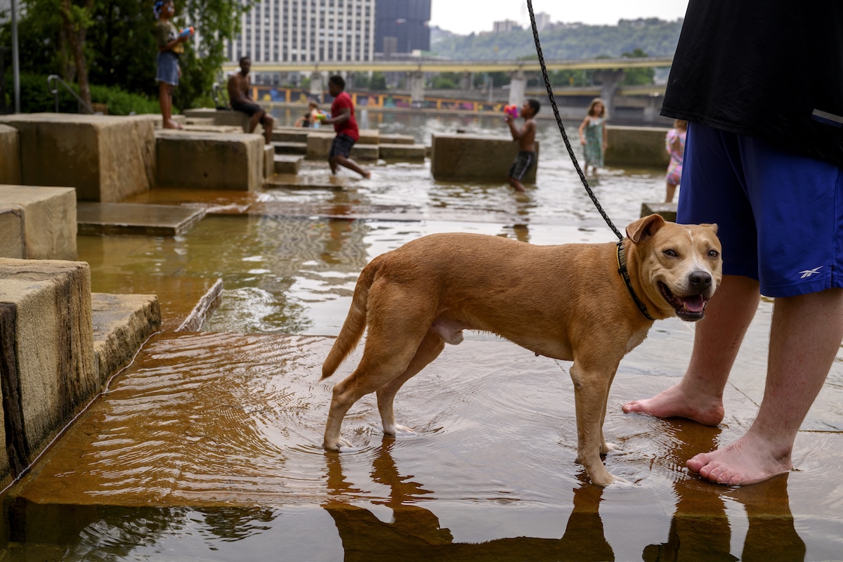 A dog cools down in the Water Steps along the Allegheny Riverfront Park in Pittsburgh, Pennsylvania