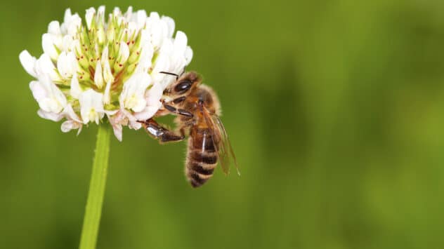 Bees Need Pollen From a Variety of Plants to Stay Healthy, Study Finds
