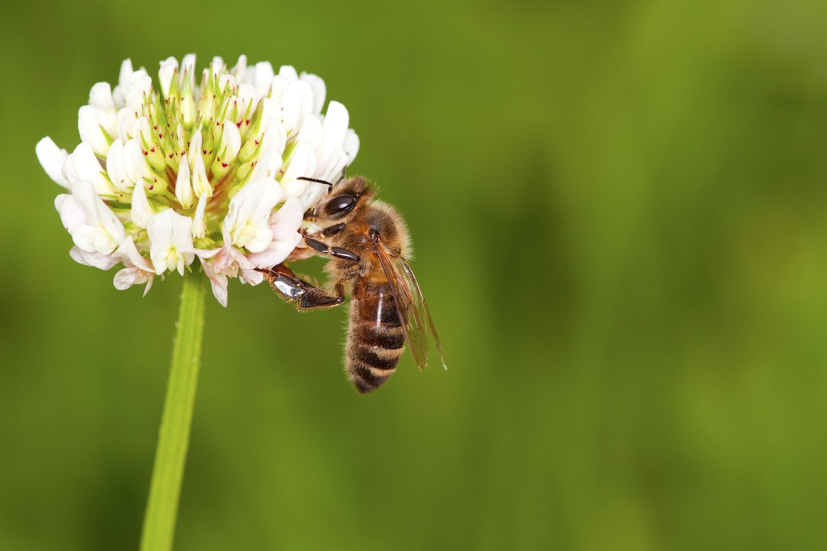 A honeybee collecting pollen from a clover plant