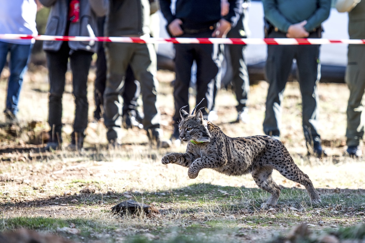 An Iberian lynx wearing a tracking device runs after being released into the Spanish Sierra Arana wilderness as part of a repopulation project, in Granada, Spain