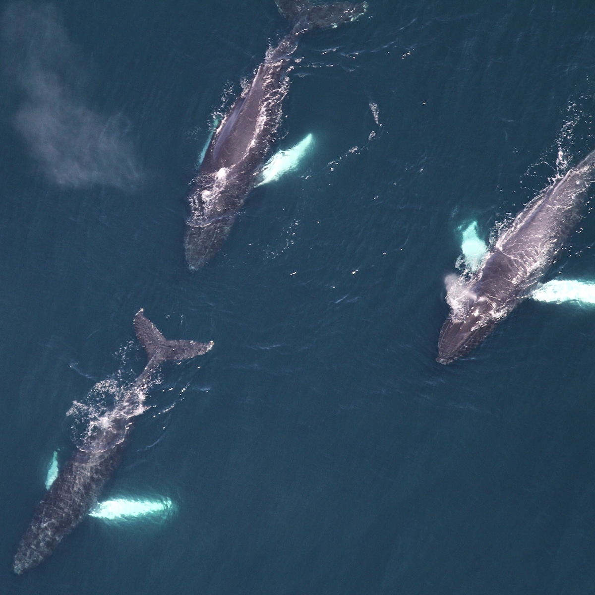 photo of Unusually Large Number of Whales Spotted, Including Multiple Endangered Species, off Northeast U.S. Coasts image